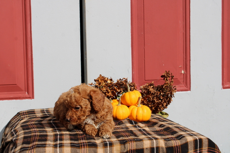 puppy, for, sale, Mini Poodle, Matthew B. Stoltzfus, dog, breeder, Gap, PA, dog-breeder, puppy-for-sale, forsale, nearby, find, puppyfind, locator, puppylocator, aca